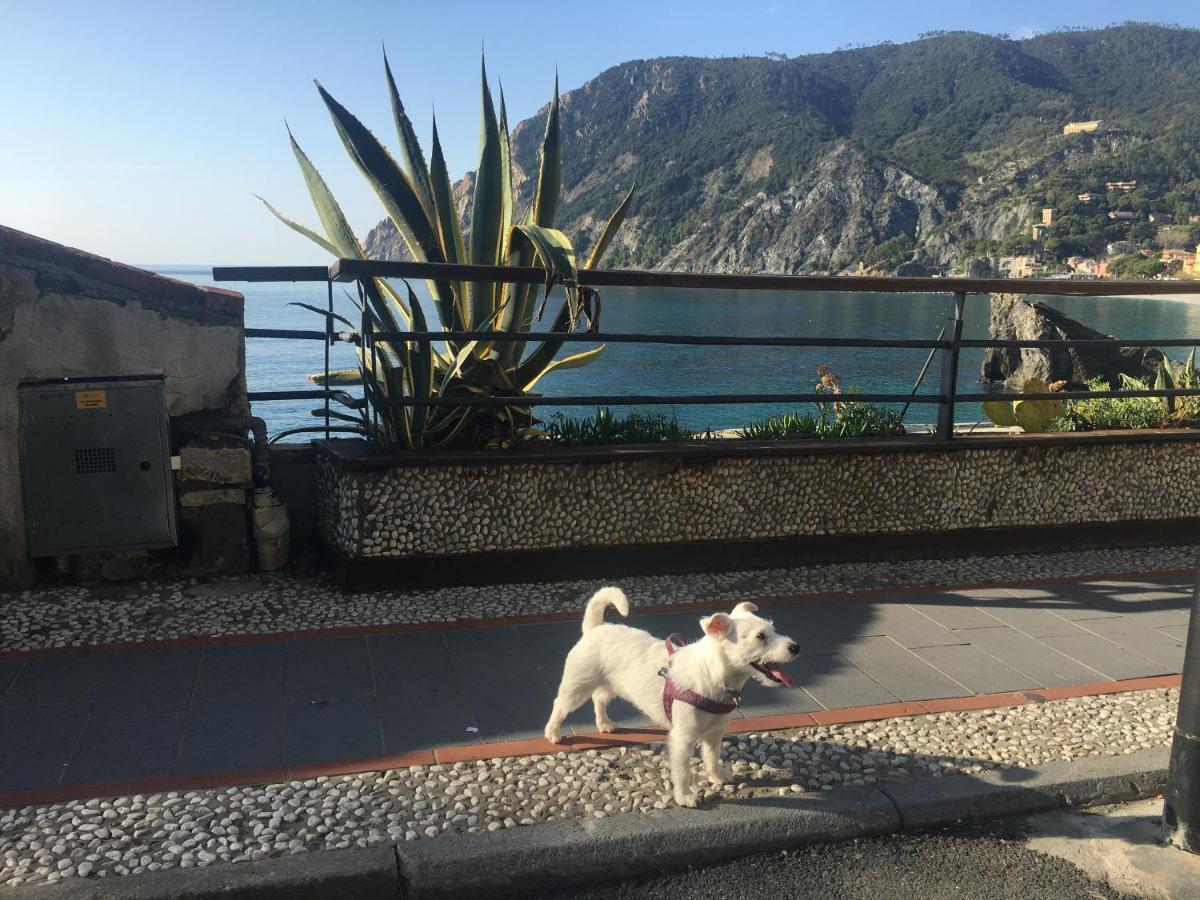 Le Cinque Vele ***** Cinque Terre Lägenhet Monterosso al Mare Exteriör bild